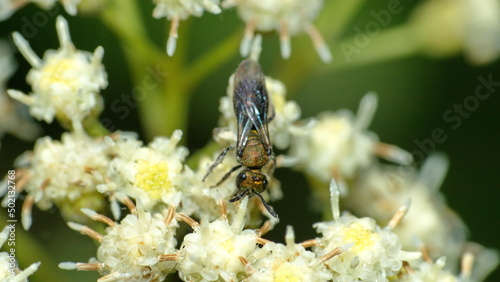 Gold sweat bee on a cluster of white wildflowers in Cotacachi, Ecuador
