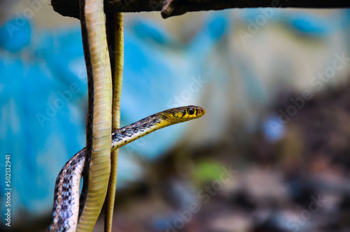 Closeup of a buff stripped keelback, amphiesma stolatum, non venomous or nonaggressive snake hanging from a stick. Snapping pose of water snake or grass snake from a tree. photo