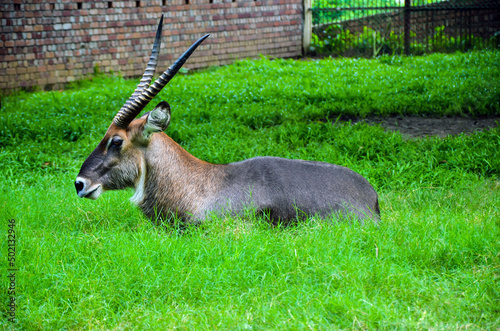 Closeup of waterbuck resting on the green grasses. Waterbuck animal, Kobus ellipsiprymnus from the family Bovidae sitting on the greed field photo