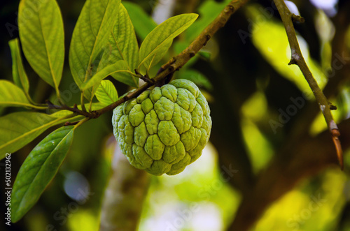 Closeup of a sugar apple fruit hanging on the tree with green leaves. Selective focus on the tasty sweetsop fruit growing in the garden
