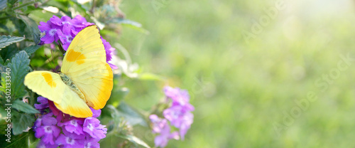 Yellow Butterfly on Purple Flowers Background photo