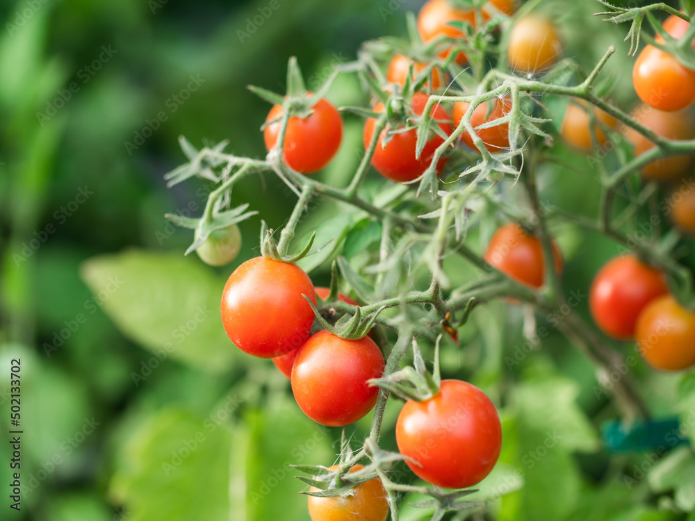 Close up of cherry tomatoes growing in a vegetable garden