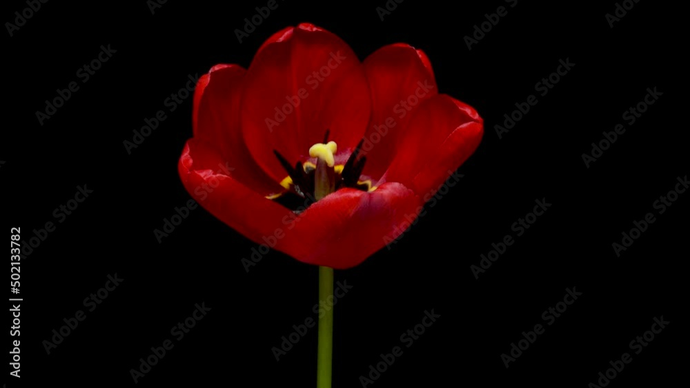 Timelapse of red tulip flower blooming on black background, holidays concept Timelapse of red tulip flower blooming on black background, holidays concept