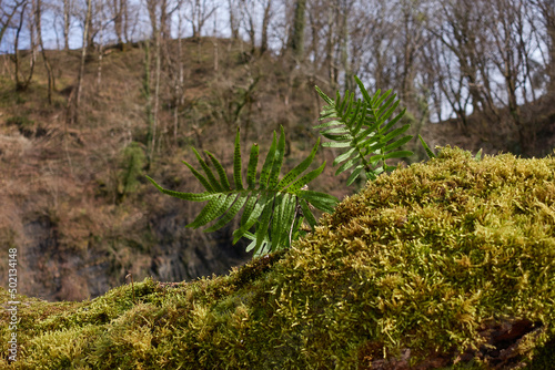 Fern and moss grow on snags. In the background is a forest with fallen leaves. Selective focus.