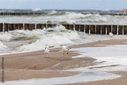 Fototapeta Naklejka Na Ścianę i Meble -  Seagull in the natural environment on the Baltic Sea.
