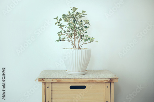 Soft focus of small tree grow in white pot put on wooden cabinet in front of  soft color wall, interior, home decoratiion
