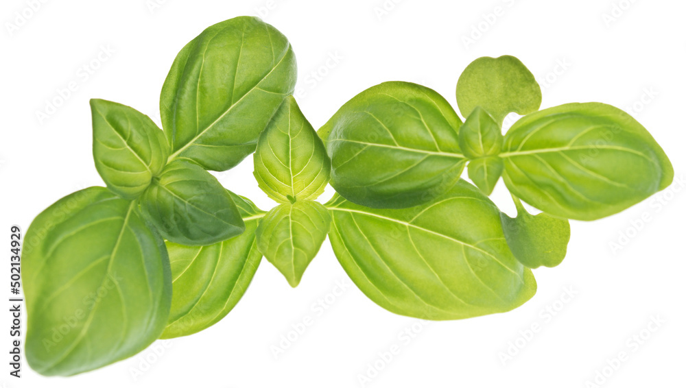 Basil on white