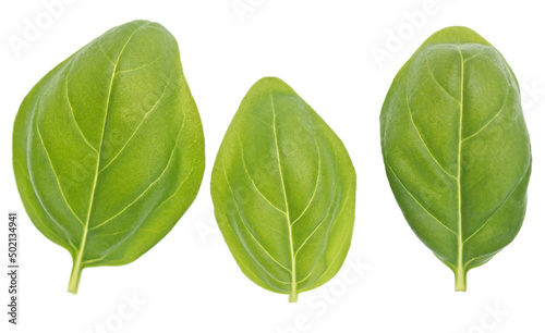 Basil leaves