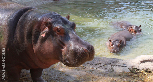 Hipopotamos en el sol