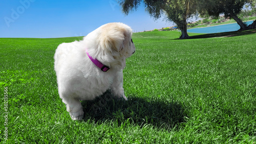 Senior white Pekingese dog looking back at the park after an enjoyable day on the grass.
