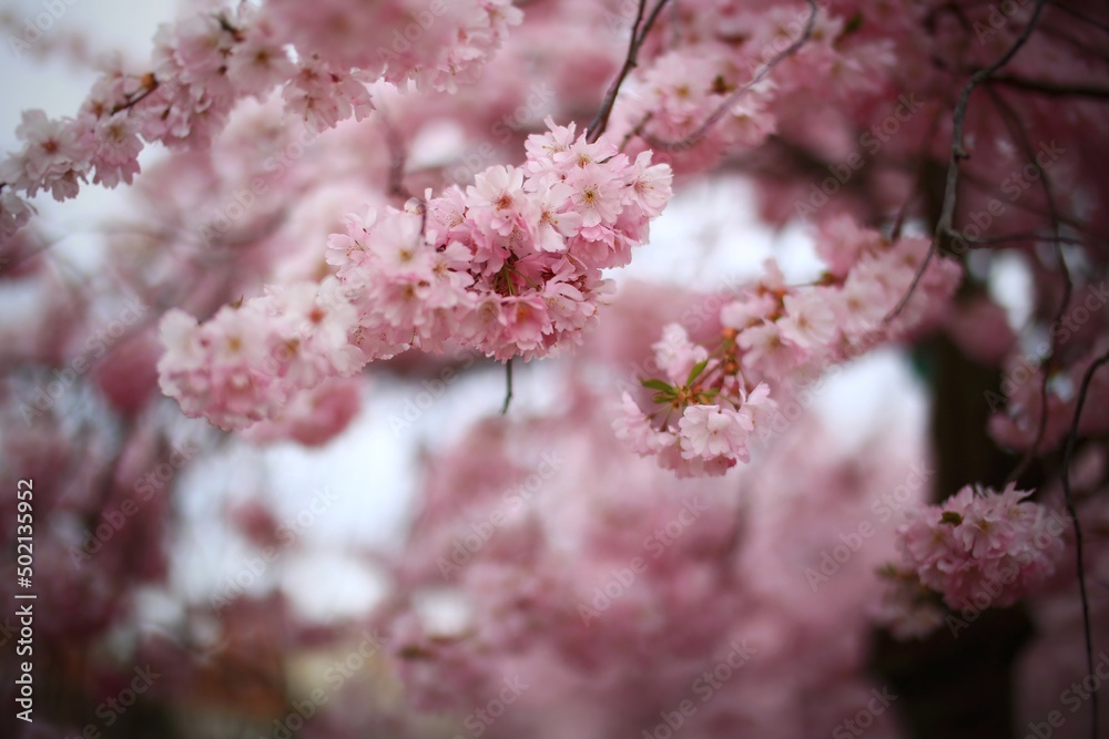 Beautiful pink blossoms of the Japanese cherry (Prunus serrulata) Beautiful pink blossoms of the Japanese cherry (Prunus serrulata)