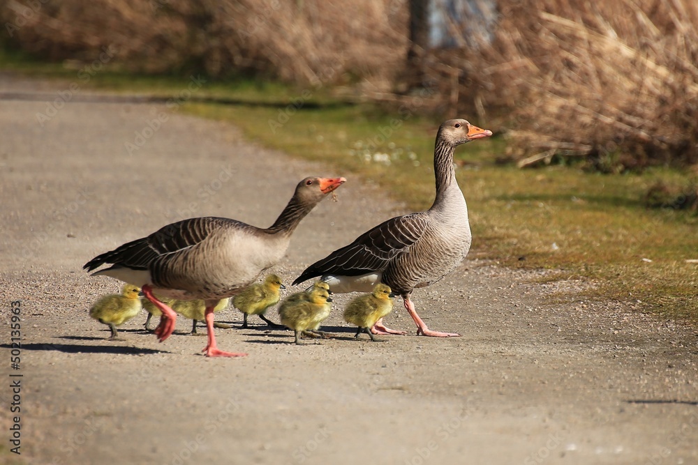 Cute greylag goose family walking over path Cute greylag goose family walking over path