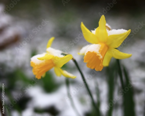 Wild daffodil (Narcissus pseudonarcissus) in fresh snow