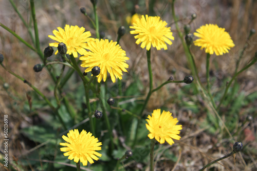 Yellow flowers in a field, close up photo