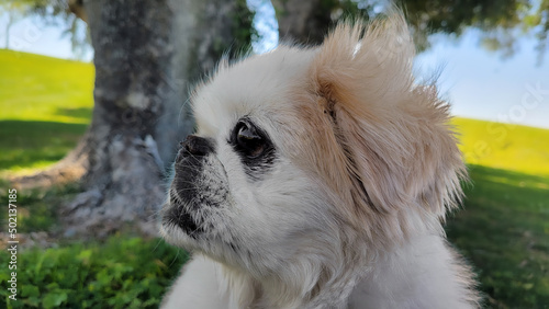 Adult Pekingese side portrait in the shade under a big tree