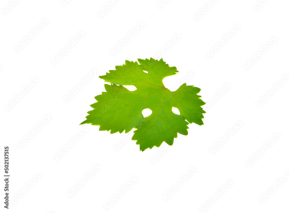 Grape leaf isolated on white background Grape leaf isolated on white background