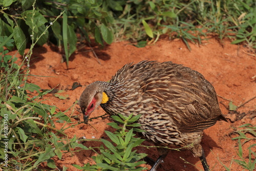 アフリカケニアのyellow-necked spurfowl photo