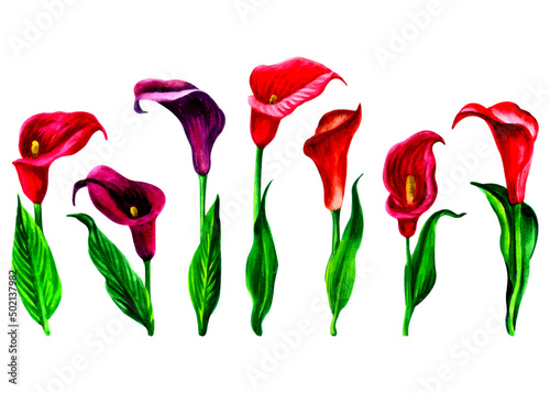 Set of colored tropical flowers callas and leaves. Watercolor botanical painting on isolated white background