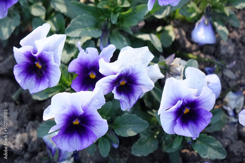 Blumenbeet mit blauen Stiefmütterchen