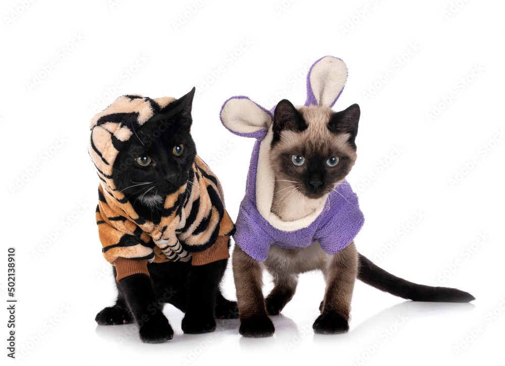 two dressed cats  in studio