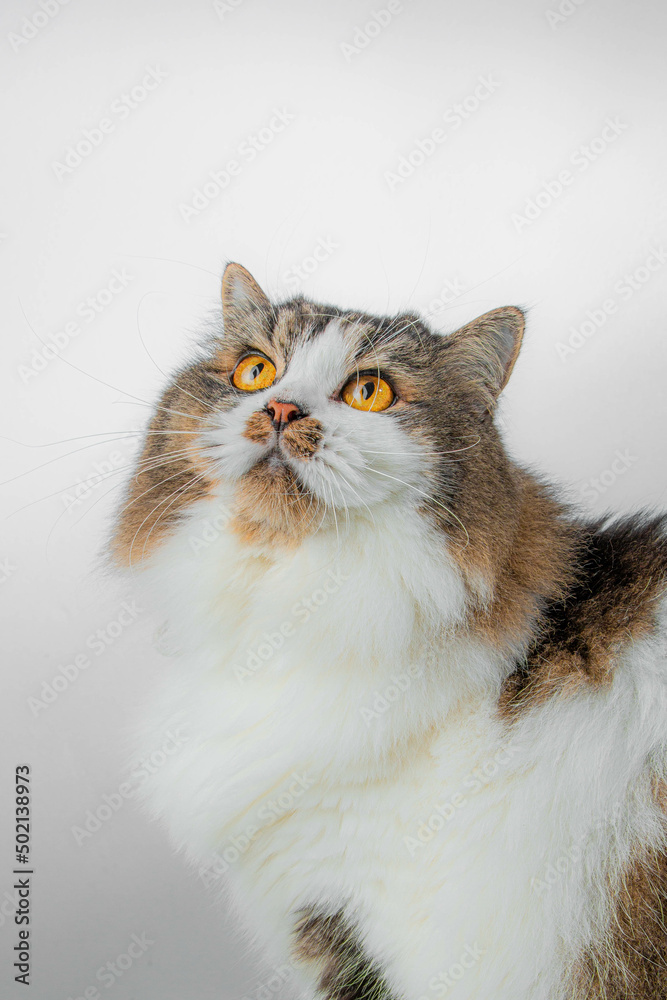 beautiful tricolored cat is sitting in the white studio
