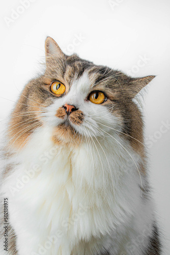 beautiful tricolored cat is sitting in the white studio 