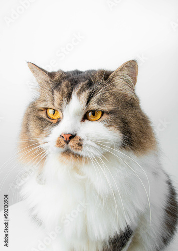 Crossbreed Siberian cat in front of a white background 