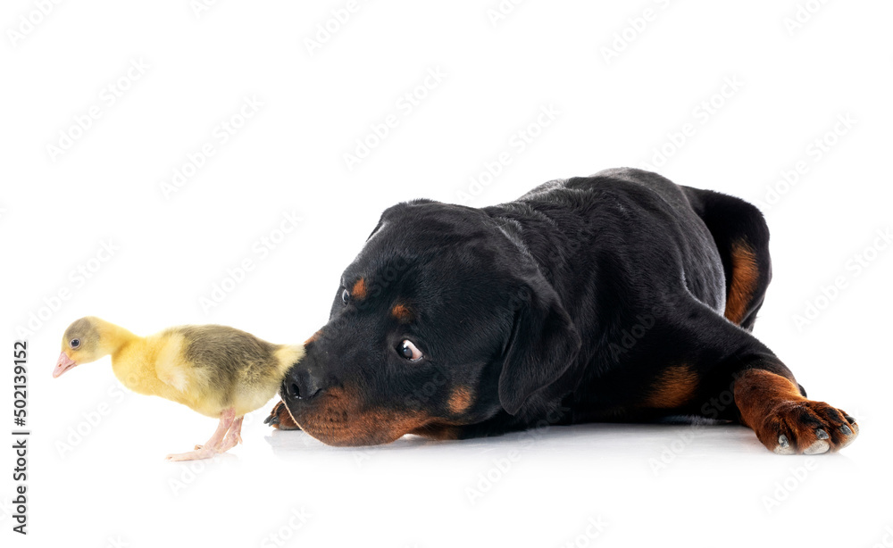 rottweiler and gosling