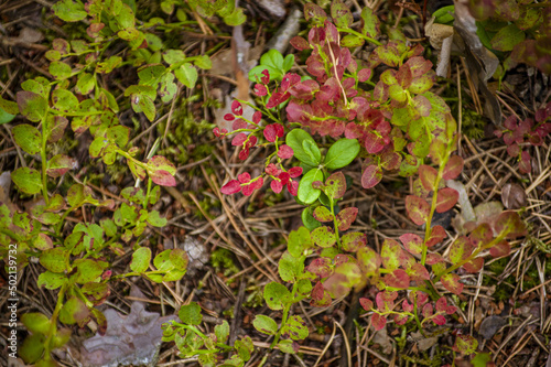 Fresh blueberry leaves in green and red colors