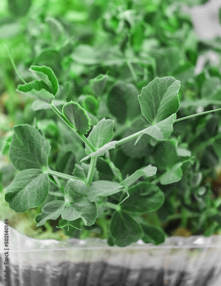 Fresh pea sprouts. Microgreens. green bunches of microgreens in a bowl. Fresh pea sprouts. Microgreens. green bunches of microgreens in a bowl.