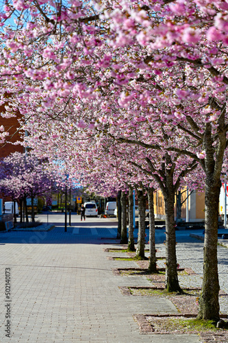 row of cerise cherry trees in Kumla Center april 29 2022