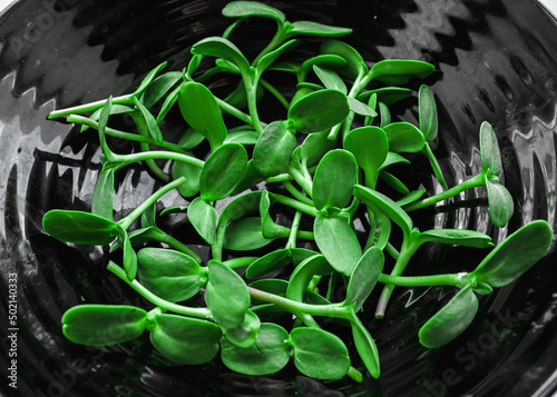 microgreen shoots close-up. cut microgreens in a bowl. sunflower microgreens. healthy food concept.