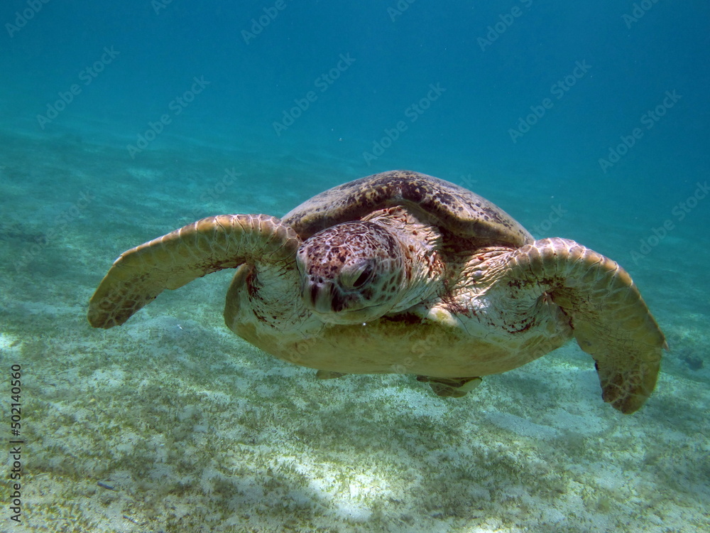 Obraz premium Big Green turtle on the reefs of the Red Sea.