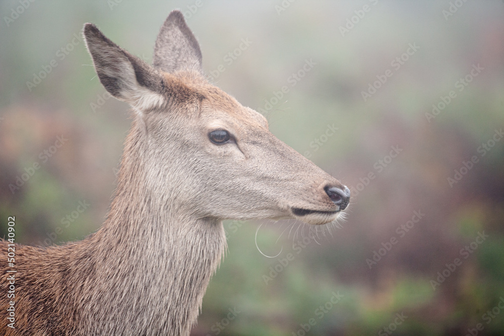 Red Deer hind, or ewe, walking in the long grass in London winter mist