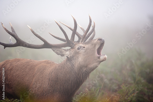 Red deer stag in the winter mist of Bushy Park  London