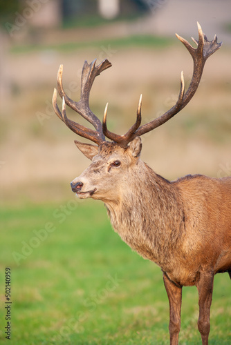 Red Deer in the green grass of the annual rut in the United Kingdom
