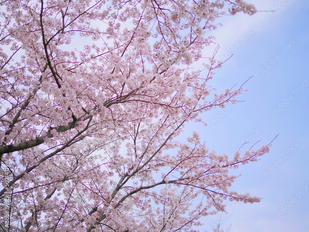 2022桜10 2022桜10