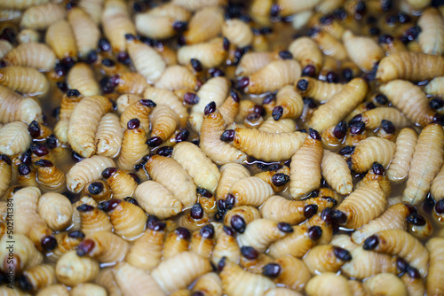 The pile of Red Palm Weevil (Rhynchophorus Ferrugineus) background photo