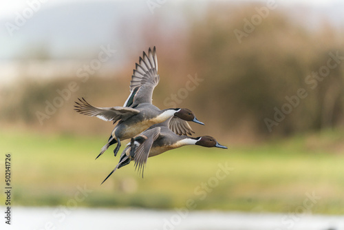 Pair of Male Northern Pintail Ducks flying over a nature reserve