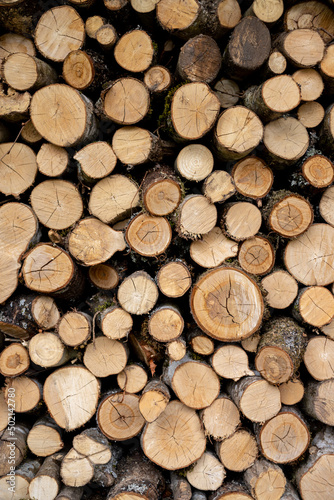 Logged wood in forest - great for topics like forestry, wood as fuel etc.