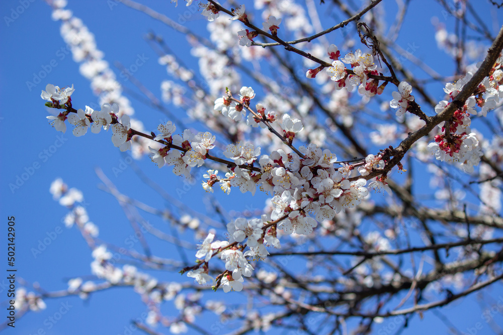 flowering tree at spring. pollination by bees. flowering tree at spring. pollination by bees.