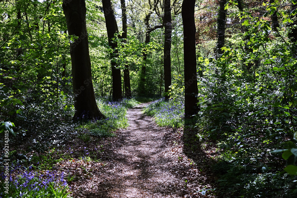 Fototapeta premium Bluebells in the Public garden Sorghvliet in The Hague