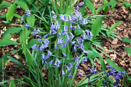 Bluebells in the Public garden Sorghvliet in  The Hague photo