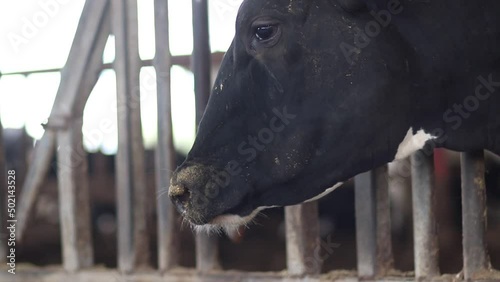 Close-up of black and white dairy cows in a barn on a kibbutz in Israel