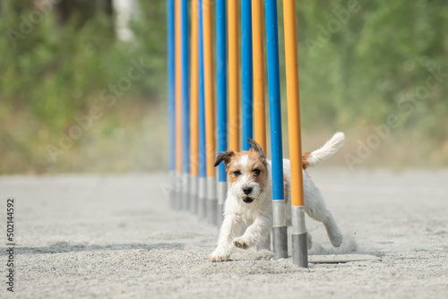 Bild auf Leinwand Parson Russell Terrier doing slalom on a dog agility course