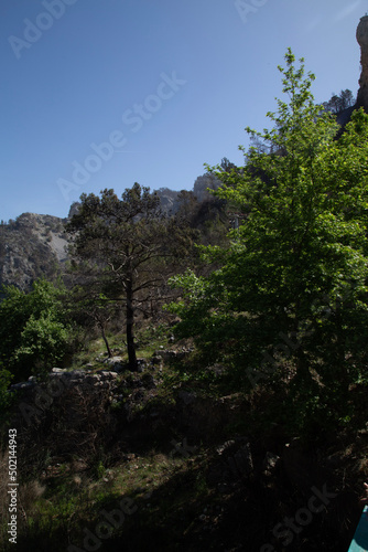 pine tree in the mountains © eremit08