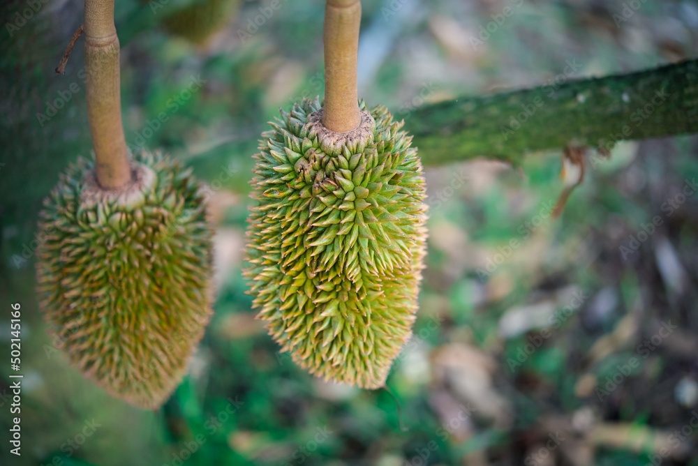 Durian is a king of fruit in Thailand and asia Durian is a king of fruit in Thailand and asia