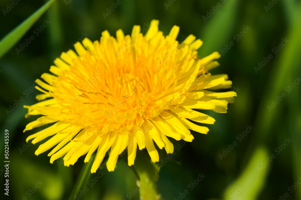 Dandelion, a yellow flower in the sunshine. Dandelion, a yellow flower in the sunshine.