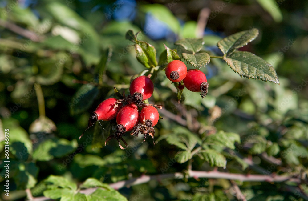 Rose hip branches with red fruits on autumn seaso