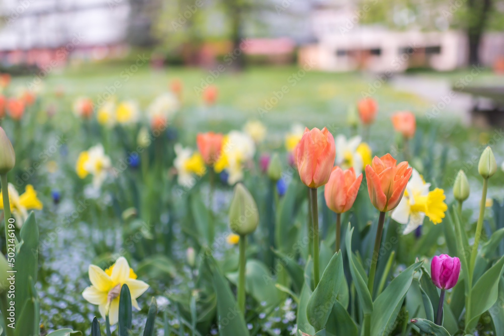 Spring season. Blossom flowers in the garden. Sunny day. Spring season. Blossom flowers in the garden. Sunny day.